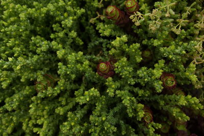 Close-up of ladybug on plant