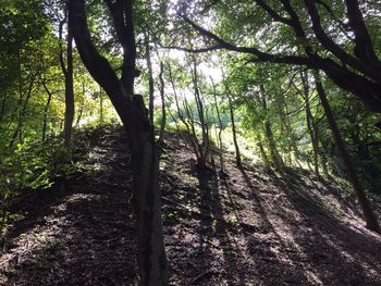 Trees in forest