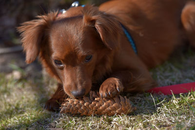 Close-up portrait of a dog