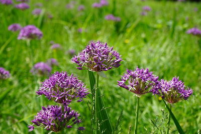 Close-up of purple flowering plant on field