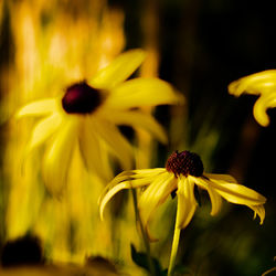 Close-up of yellow daisy flower