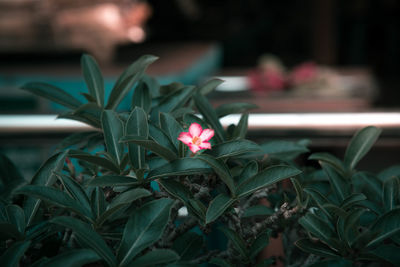 Close-up of flowering plant