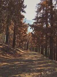 Trees in forest during autumn