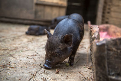 Curious little piglet on a farm looking at the camera.