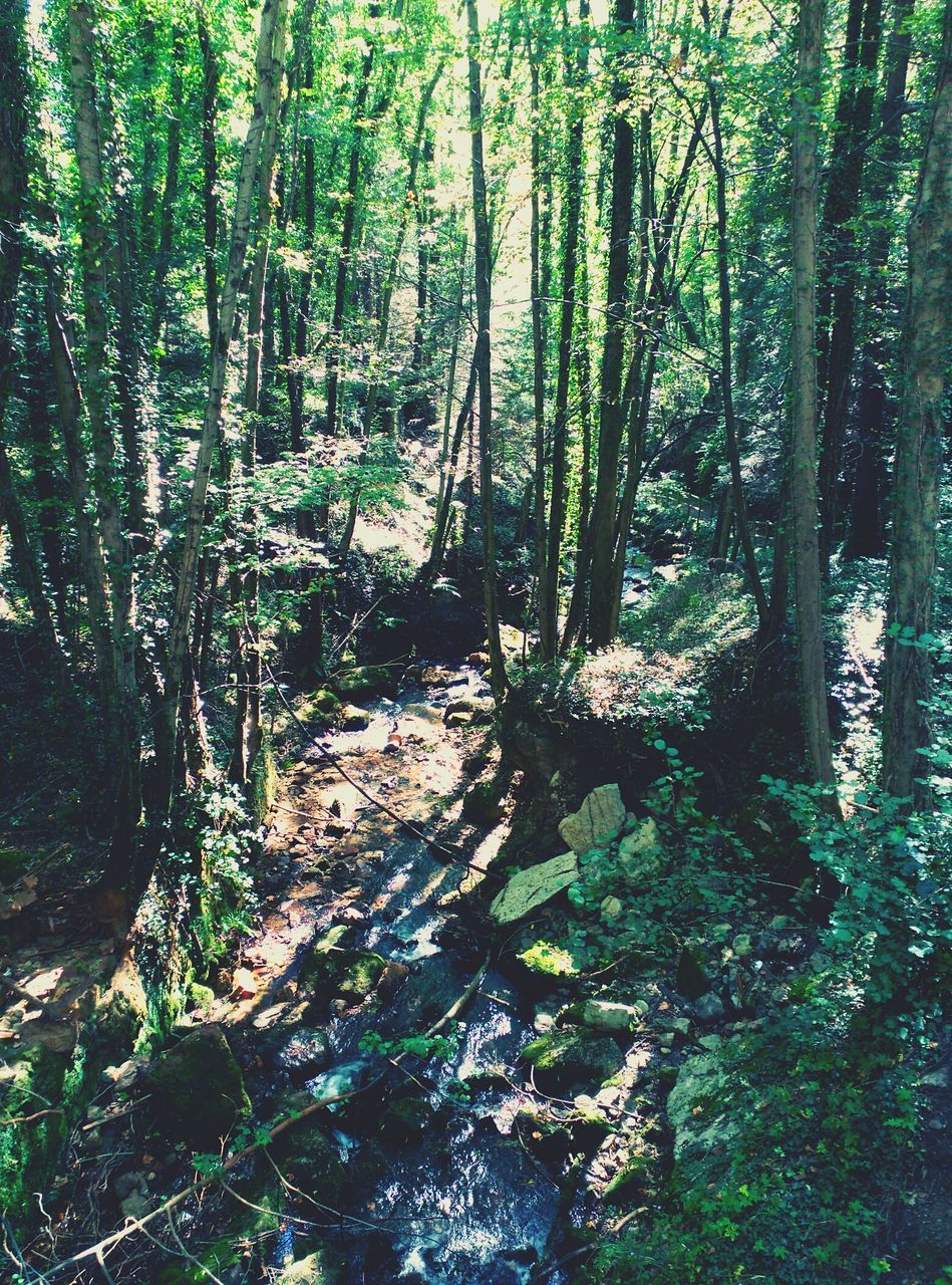 tree, forest, growth, tree trunk, tranquility, woodland, nature, beauty in nature, tranquil scene, green color, plant, scenics, branch, moss, day, non-urban scene, sunlight, outdoors, lush foliage, no people