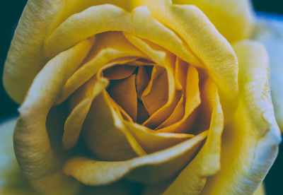 Close-up of yellow rose flower