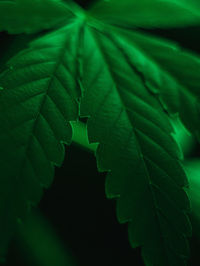 Close-up of green leaves