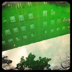 Reflection of trees in water