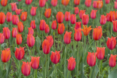 Close-up of red tulips in field