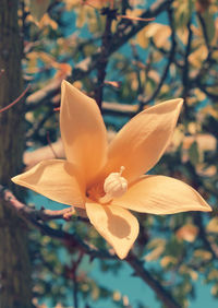 Close-up of magnolia on plant