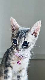 Close-up portrait of cat