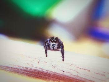 Close-up portrait of an insects