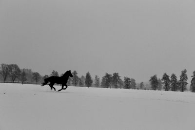 Horse running on field against clear sky during winter