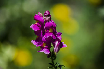 Close-up of pink flowering plant