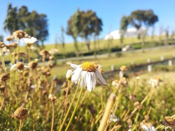 Close-up of white flower on field