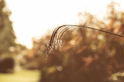 Close-up of stalks against sky during sunset