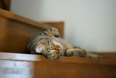 Portrait of cat sitting on table