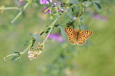 Close-up of butterfly on flower