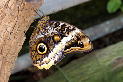 Close-up of butterfly