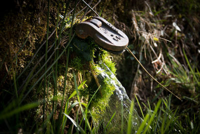 Close-up of mushroom growing on field
