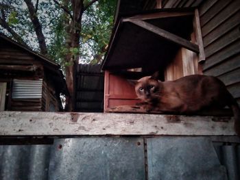 Cat on wood against trees