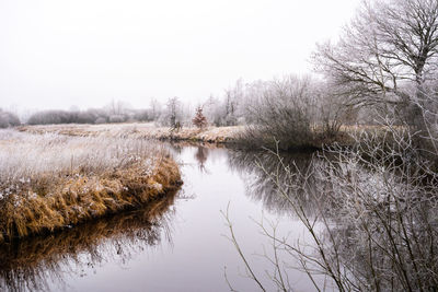 Reflection of bare trees in lake against clear sky