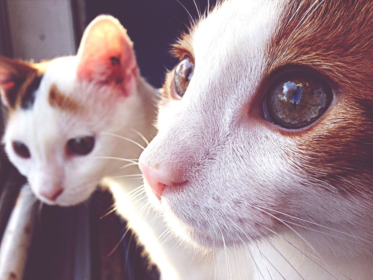 animal themes, domestic animals, mammal, pets, one animal, domestic cat, feline, cat, close-up, whisker, portrait, looking at camera, indoors, animal head, animal eye, focus on foreground, two animals, animal body part, no people, zoology