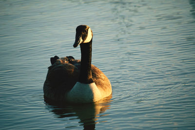 Black swan swimming in lake