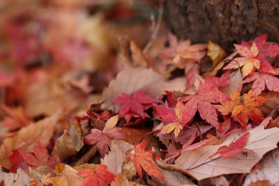 Close-up of fallen maple leaves