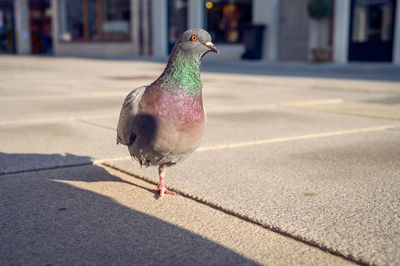 Close-up of pigeon perching on the road