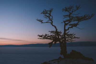 Tree by sea against sky during sunset