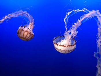 Close-up of jellyfish in sea