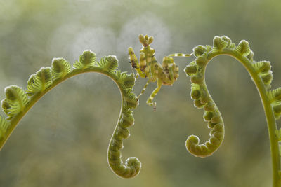 Cerobroter gemmatus on unique plants