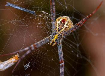 Close-up of spider on web