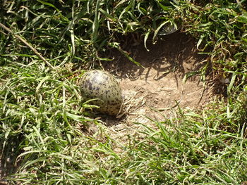 High angle view of a turtle in grass