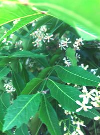 Close-up of fresh green plant