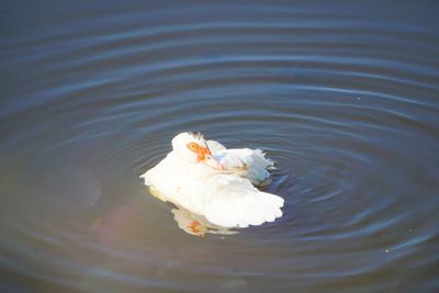 High angle view of swan swimming in lake