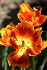 Close-up of orange flowers blooming outdoors