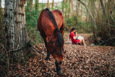 Full length of a horse on field