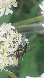 Close-up of bee on flower