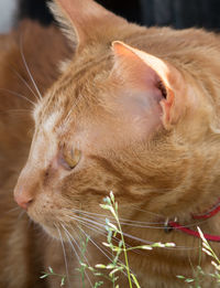 Close-up of ginger cat