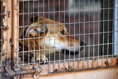 View of dog in cage
