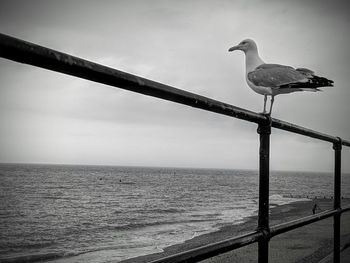 Seagull perching on wooden post against sea