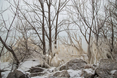 Bare trees on snow covered land