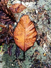 High angle view of fallen maple leaf