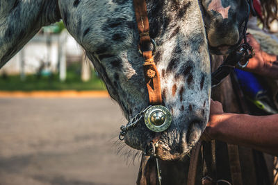 Close-up portrait of a horse with decorative ornaments