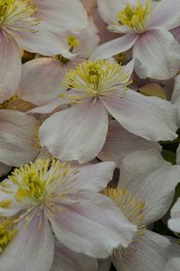 Close-up of white flower