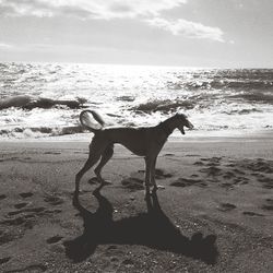 Dog standing on beach against sea