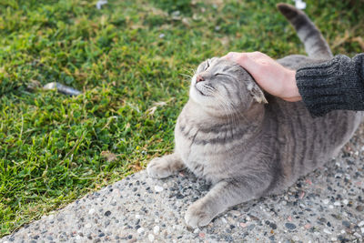 High angle view of cat relaxing on hand