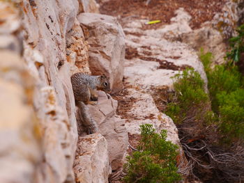 Lizard on rock